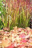 Imperata cylindrica 'Red Baron'- cogon grass 'Rubra' and Heuchera - Alum Root