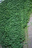 Parthenocissus  - Virginia creeper on wall of house, Netherlands