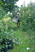 Paul Samuels harvesting apples, Netherlands