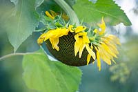 Helianthus - Sunflower.