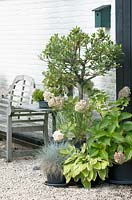 Group of potted plants, including Olea - Olive tree - and Hydrangea. 