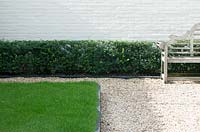 View of hedge planted in front of white brick wall. 