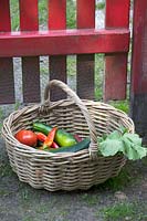 Harvest of vegetables in basket,  zucchini, beetroot, tomato and calendula