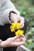 Hands holding Calendula flowers 