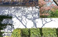 Amelanchier lamatckii tree casts shadow onto white garden wall. 