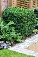 Formal border, with ferns, Buxus sempervirens cube and brick edge paving. 