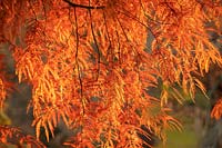 Taxodium distichum 'Wisley Flame' - Bald Cypress 'Wisley Flame'