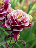 Aquilegia vulgaris 'Nora Barlow' - double flowering