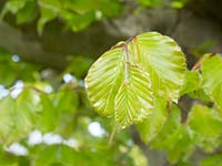 Fagus sylvatica - young beech leaves