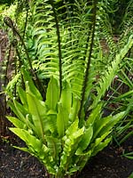 Bright young foliage of ferns growing in damp shade