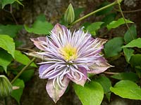 Clematis Crystal Fountain, 'Evipo038'  double flowered 