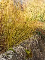 Cornus sibirica with yellow stems on stone wall