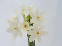 Narcissus 'Paperwhite' bulbs flowering for Christmas