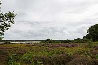 Pteridium aquilinum - Bracken and Calluna vulgaris - Heather covered heath with River Deben, Suffolk