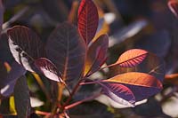 Backlit Cotinus coggygria 'Royal Purple' - Smoke Bush