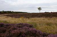 Calluna vulgaris - Heather with Betula pendula - Silver birch, Ulex - Gorse and wild grasses, Dunwich Heath, Suffolk