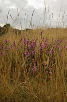 Calluna vulgaris - Heather and grass on Warren Heath, Suffolk