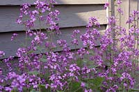 Lunaria annua - Honesty growing in front of shed