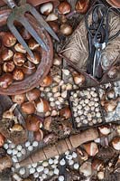 Overview of bulbs and vintage garden tools. 