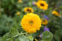 Helianthus annuus 'Teddy bear' - Sunflower 'Teddy Bear'