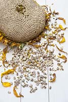 Helianthus annuus 'Titan'- Sunflower 'Titan' seeds with seedhead and dried petals. 