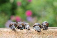 Line of garden snails on a garden pot. 