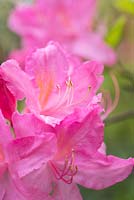 Rhododendron 'Mary Hoffman' - Azalea 'Mary Hoffman' 