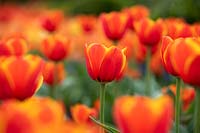 Tulipa 'World's Favourite'- Darwin Hybrid Tulip 'World's Favourite'