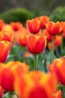 Tulipa 'World's Favourite'- Darwin Hybrid Tulip 'World's Favourite'
