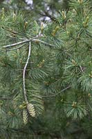 Pinus armandi - Chinese White Pine