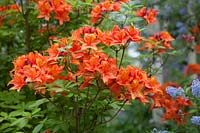 Rhododendron 'Hotspur' - Azalea 'Hotspur'