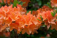 Rhododendron 'Koningin Emma' - Azalea 'Koningin Emma'