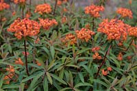 Euphorbia griffithii 'Fireglow' - Spurge 'Fireglow'