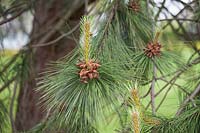 Pinus ponderosa - Western Yellow Pine