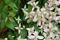 Clematis Montana 'Marjorie' - Double flowering Clematis