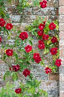 Rosa - Climbing Crimson Conquest Rose against a brick wall.