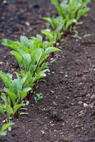 Beta vulgaris - Young beetroot plants in a row planted in a vegetable garden. 