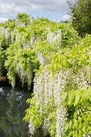 Wisteria floribunda 'Alba' - White Japanese wisteria at RHS Garden Wisley, Surrey, UK.