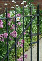 Centranthus ruber - Red valerian - and Leucanthemum vulgare - Oxeye daisy - growing through a town house garden gate.