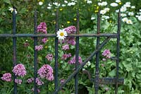 Centranthus ruber - Red valerian - and Leucanthemum vulgare - Oxeye daisy - growing through a town house garden gate.