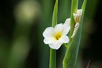 Sisyrinchium striatum 'Aunt May' - Pale Yellow-Eyed Grass 'Aunt May'