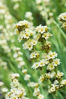 Sisyrinchium striatum 'Aunt May' - Pale Yellow-Eyed Grass 'Aunt May'
