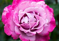 Rosa First Great Western 'Oracharpam' - Rose First Great Western