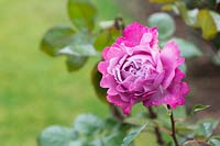 Rosa First Great Western 'Oracharpam' - Rose First Great Western
