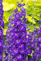 Delphinium 'Purple Velvet' - Larkspur