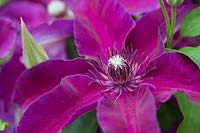 Clematis 'Huvi' - Late Large-flowered Clematis