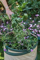 Cutting back and clearing geraniums to waste bin
