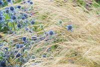 Eryngium x tripartitum - Tripartite Eryngo - Sea Holly and Feather Grass. 