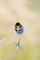 Bombus lucorum - Bumblebee on a Sea Holly flower
