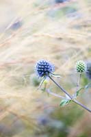 Eryngium x tripartitum - Tripartite eryngo - Sea Holly and Feather Grass - July